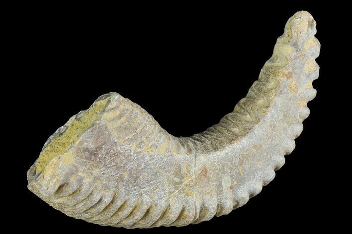 Cretaceous Fossil Oyster (Rastellum) - Madagascar #177729